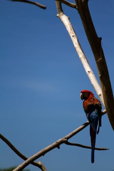 A Macaw perched atop a branch in summer