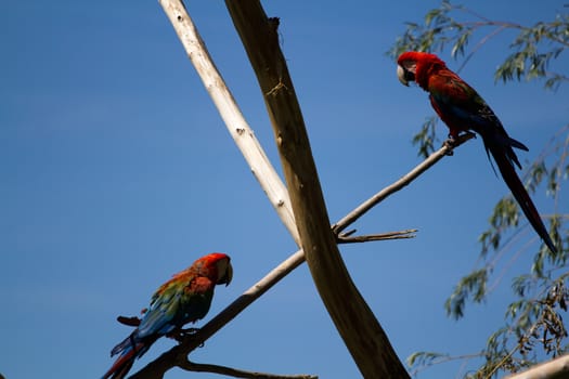 A Macaw perched atop a branch in summer