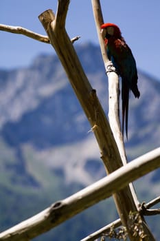 A Macaw perched atop a branch in summer