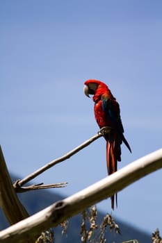 A Macaw perched atop a branch in summer