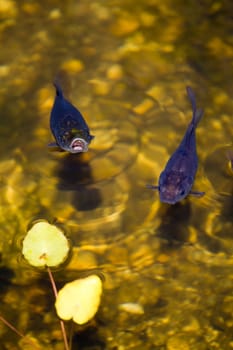 A fish pond in an ornamental garden in summer