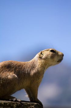 Prairie Dog in the warm summer sun