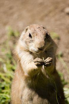 Prairie Dog in the warm summer sun