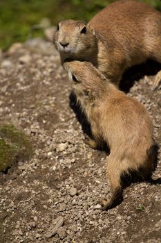Prairie Dog in the warm summer sun