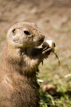 Prairie Dog in the warm summer sun