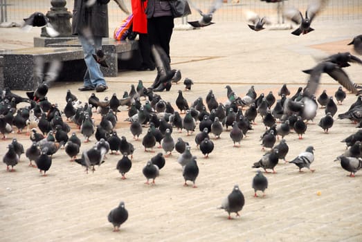 Peguins are the most popular form of life in 
krakow.