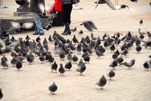 Peguins are the most popular form of life in 
krakow.