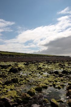 sea weed covered rocks on beale beach co kerry ireland on a cold winters morning