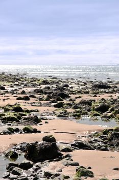 sea weed covered rocks on beale beach co kerry ireland on a cold winters morning