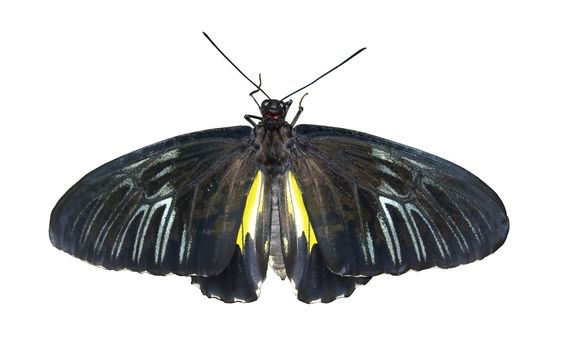 The black butterfly (isolated at white background)