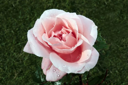 close up of a pink rose with a garden background