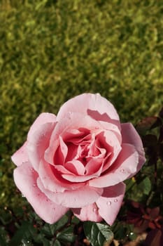 close up of a pink rose with a garden background