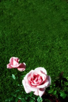 close up of a pink rose with a garden background