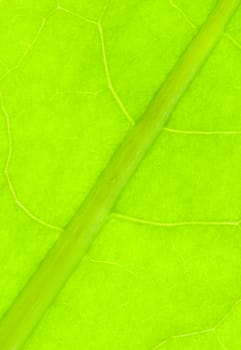 Detail of nervation of al leaf blade of dandelion - macro