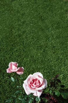 close up of a pink rose with a garden background