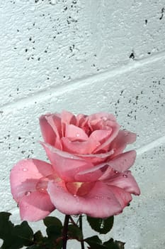 close up of a pink rose with a garden wall background