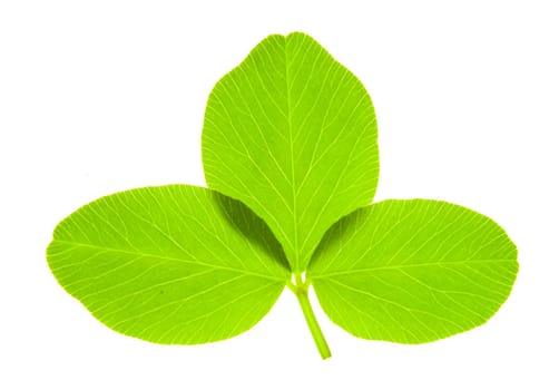 Detail of a trefoil leaf blade of clover - macro