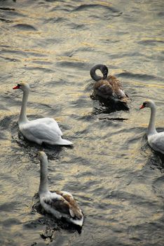There is many swans in Krakow. In the winter thy rely on help from people so they gather near the bridges.