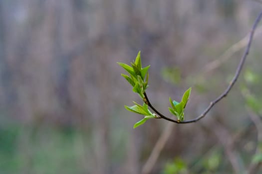 plant are pushing out new leaves
