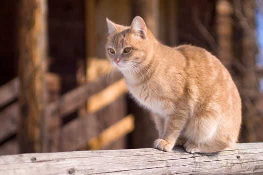 Tabby cat sitting on a porch of a country house
