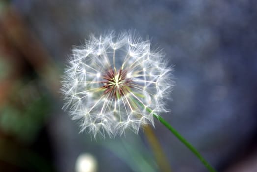 A single Dandelion standing by its self in a shallow depth of field