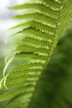 Fern leaf on a blurred background.