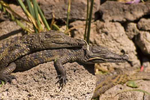 Two Small Alligators (Alligator Mississippiensis). Taken in a zoo in Fuerteventura, Spain.