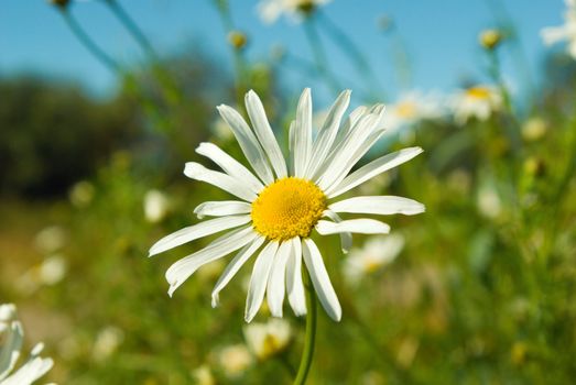 camomile on natural background - shallow dof