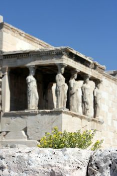 spring flowers focus and blur background the temple of Erechtheum on acropolis of Athens Greece