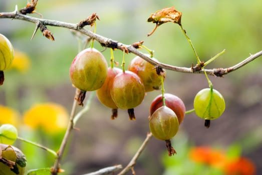 A bunch of gooseberries covered in raindrops.