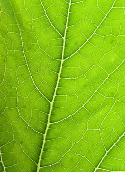 Texture of a green leaf in the sunlight .close up