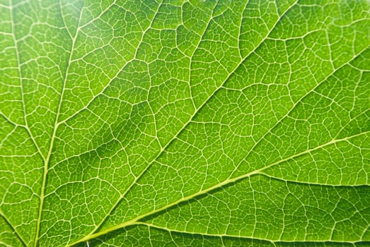 a macro of a leaf .abstract  background
