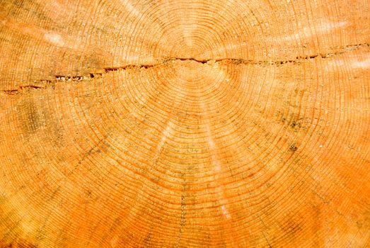 close-up wooden cut texture.wood background
