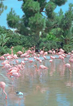 Greater Flamingo (Phoenicopterus roseus) is the most widespread species of the flamingo family.