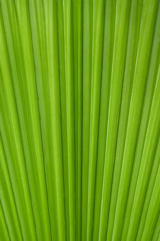 Green palm tree leaf background.