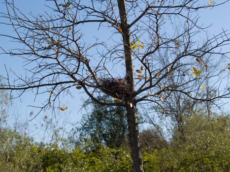 A bird nest sitting in a tree, out in the open.