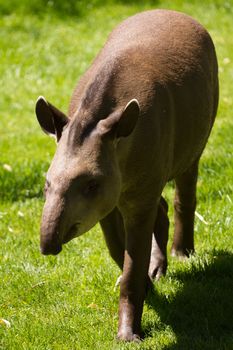 A Tapir searching for food in summer