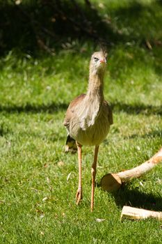 A wading bird in a meadow in summer