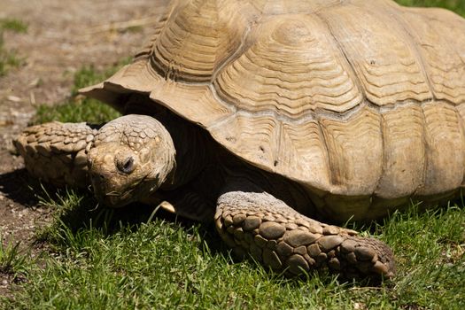 A Turtle at the water's edge in summer