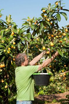 Agricultural worker during the loquat harvest season