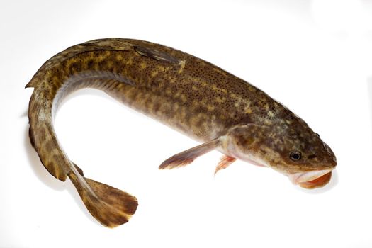 Camouflaged freshwater fish burbot (Lota lota) isolated on white