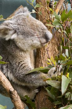 cute grey koala in an australian zoo, darwin