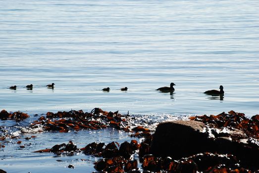 duck family in the ocean