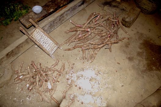 Cassava is a food of the people and land poor. In northern Vietnam, where the slopes are often too dry to grow rice, it is replaced by cassava uses less water. Here we see the domestic grate.