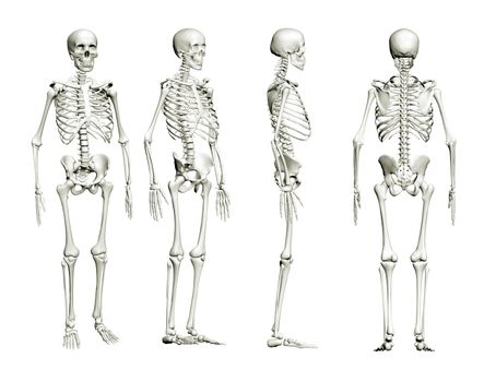 Skeleton of an adult is isolated on a white background. Four points of view, 3D image