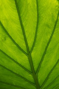 A huge green leaf backlit by the Hawaiian sun showing all of its veins