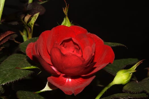 beautiful flower rose bush, a flowering rosebush.