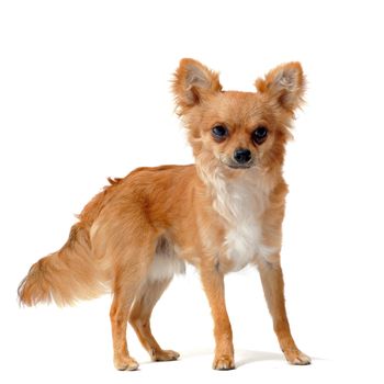 portrait of a cute purebred  brown chihuahua in front of white background