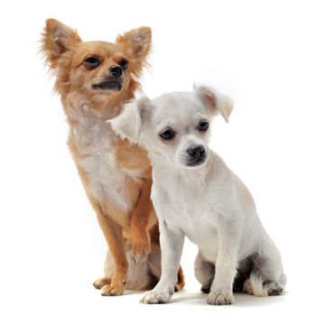 portrait of two purebred  chihuahua in front of white background