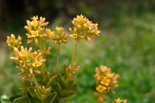 A close-up of small yellow flowers.